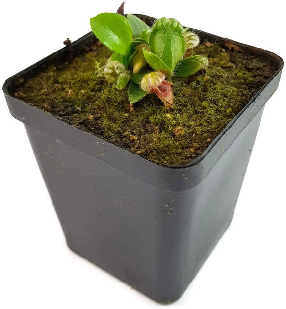 Cephalotus Follicularis "Dudley Watts" - Original Stephen Morley