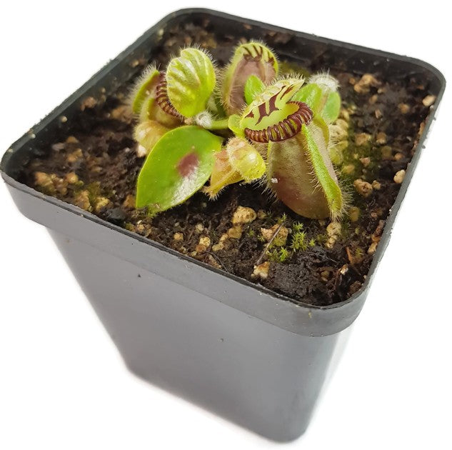 Cephalotus Follicularis Eden Black Original Stephen Morley