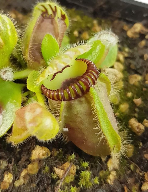 Cephalotus Follicularis Eden Black Original Stephen Morley