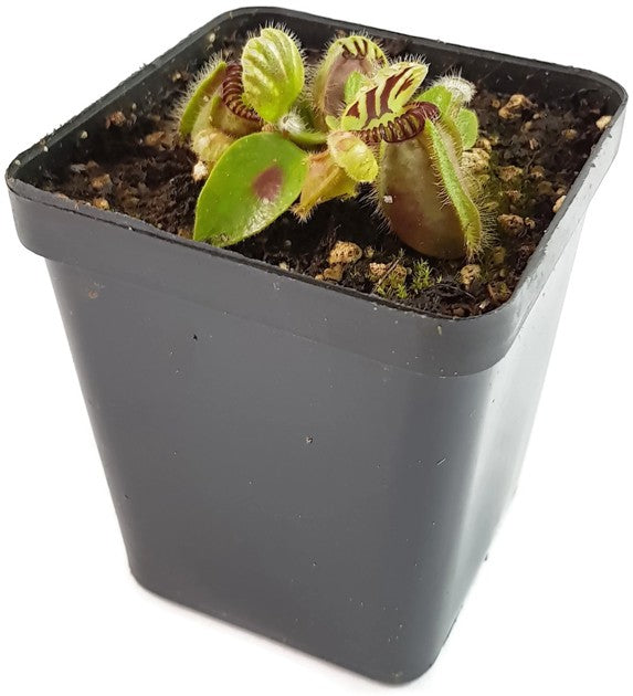 Cephalotus Follicularis Eden Black Original Stephen Morley