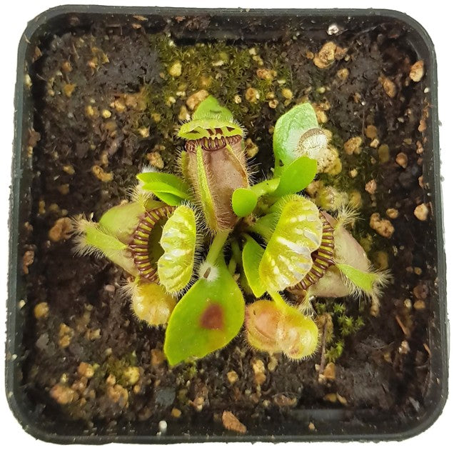 Cephalotus Follicularis Eden Black Original Stephen Morley