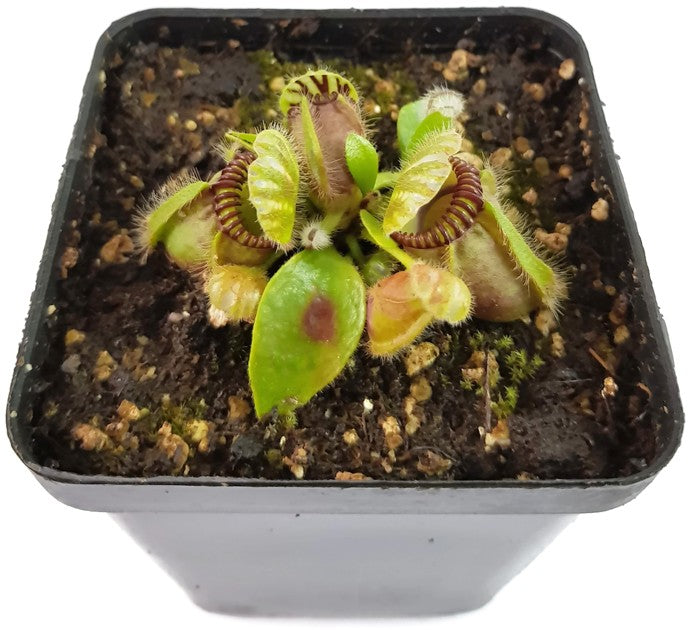 Cephalotus Follicularis Eden Black Original Stephen Morley