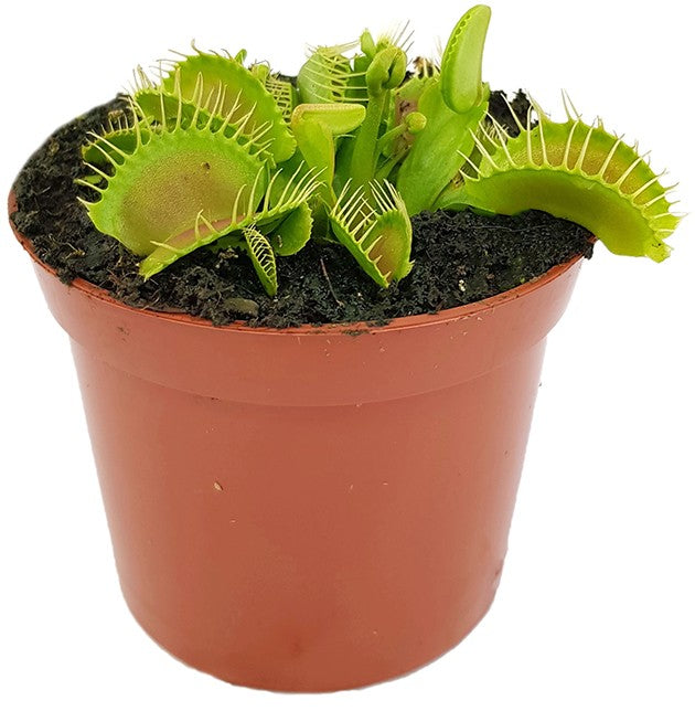Dionaea muscipula "Big Mouth"