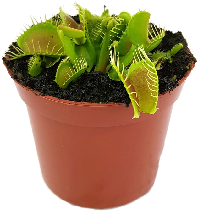 Dionaea muscipula "Big Mouth"