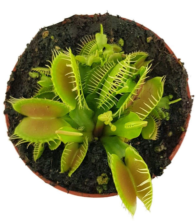 Dionaea muscipula "Big Mouth"