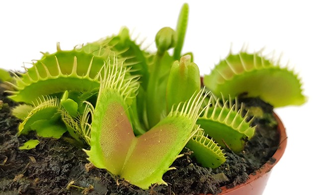 Dionaea muscipula "Big Mouth"