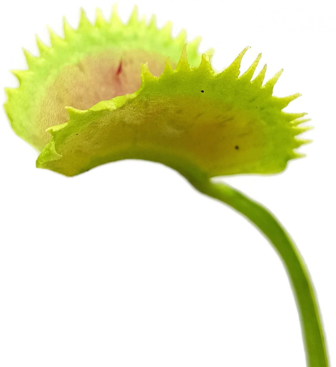 Dionaea muscipula "UK Sawtooth Clone 2"