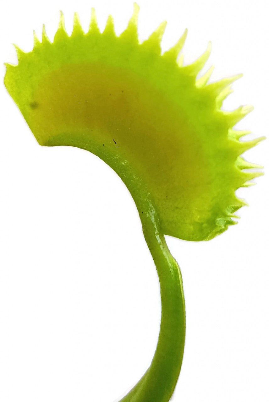 Dionaea muscipula "UK Sawtooth Clone 2"