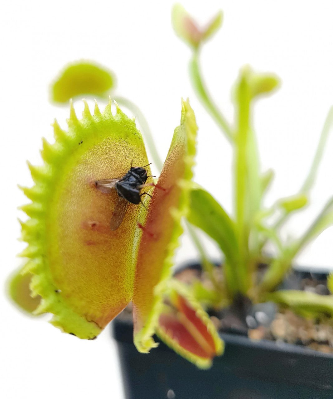 Dionaea muscipula "UK Sawtooth Clone 2"
