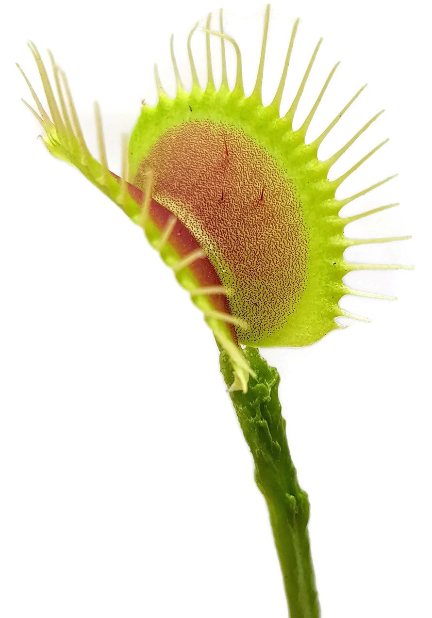 Dionaea muscipula "Schuppenstiel Klon 1 Original Dr. Eberhard König"