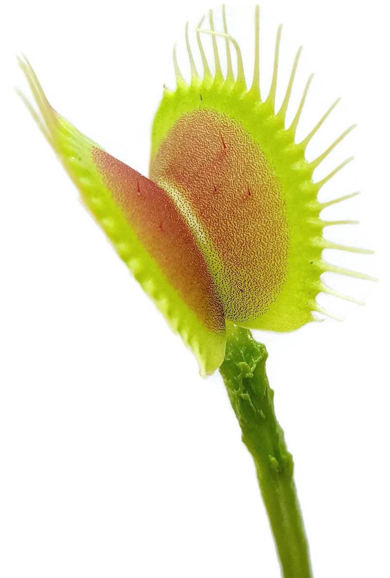 Dionaea muscipula "Schuppenstiel Klon 1 Original Dr. Eberhard König"