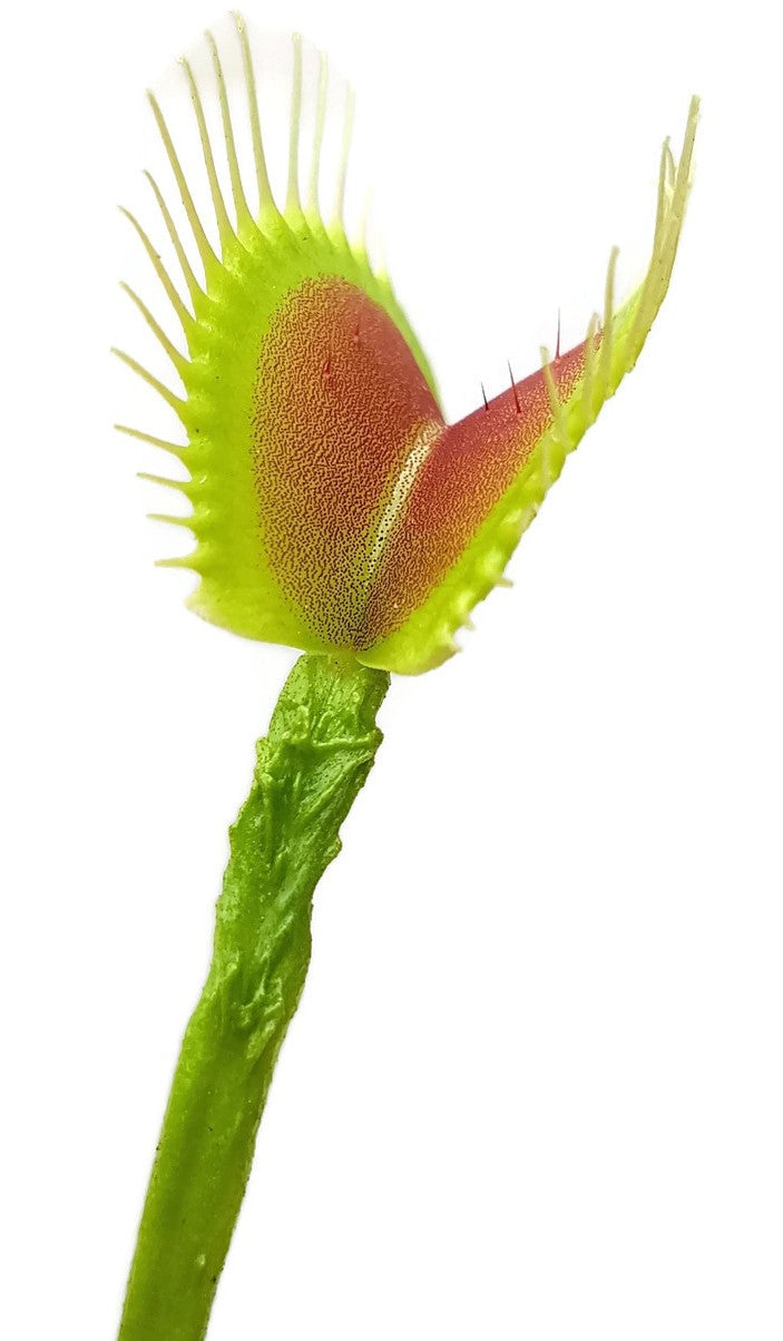 Dionaea muscipula "Schuppenstiel Klon 1 Original Dr. Eberhard König"