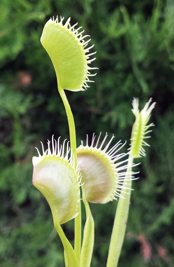 Dionaea muscipula "Spider"