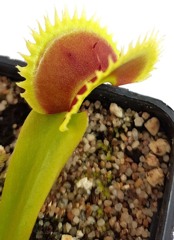 Dionaea muscipula "UK Sawtooth Clone 1"