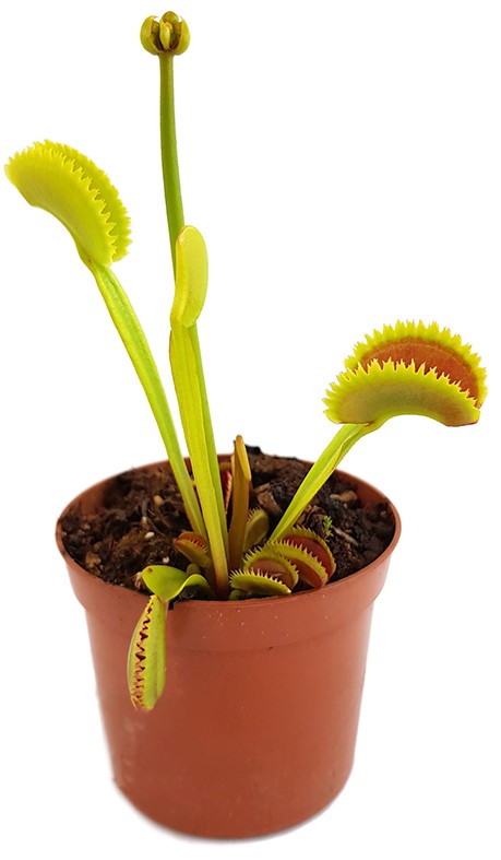 Dionaea muscipula "Teeth Selection"