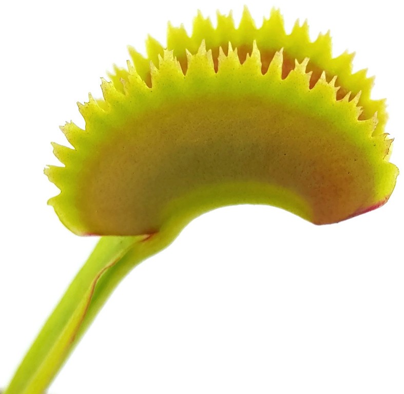 Dionaea muscipula "Teeth Selection"