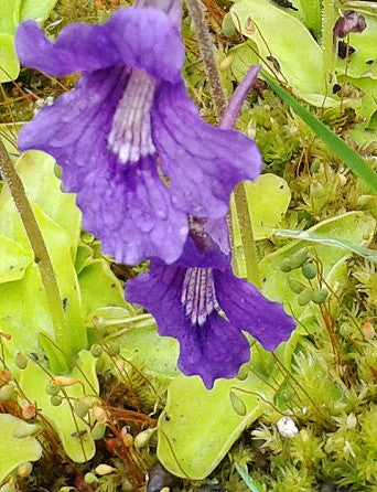 Pinguicula Grandiflora