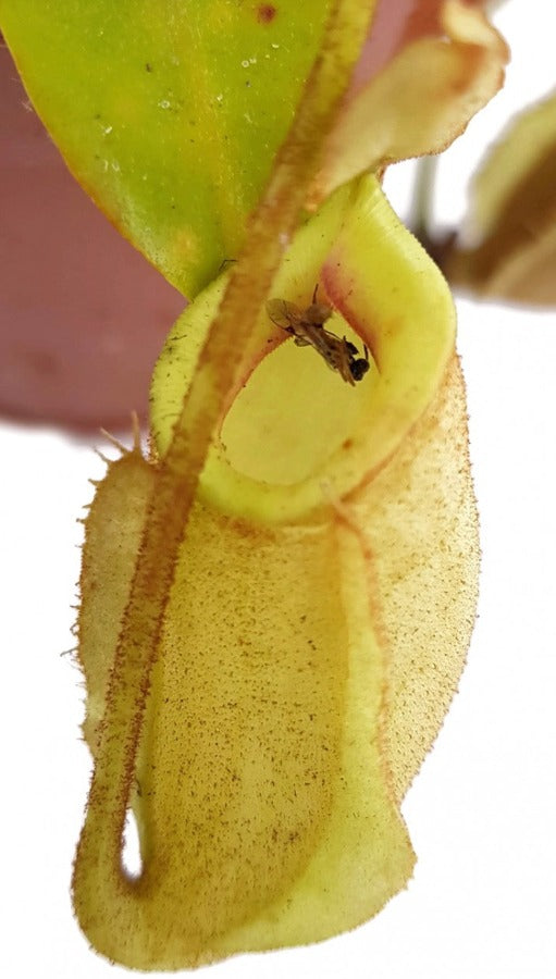 Nepenthes X Hookeriana "Ghost"