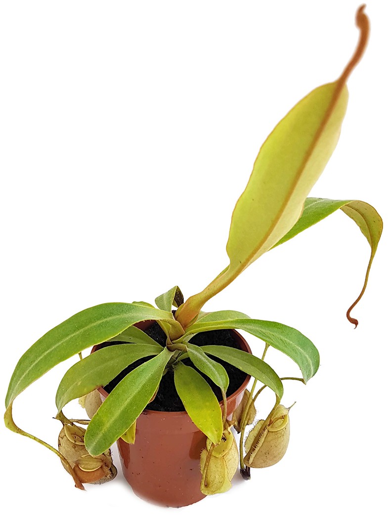 Nepenthes X Hookeriana "Ghost"