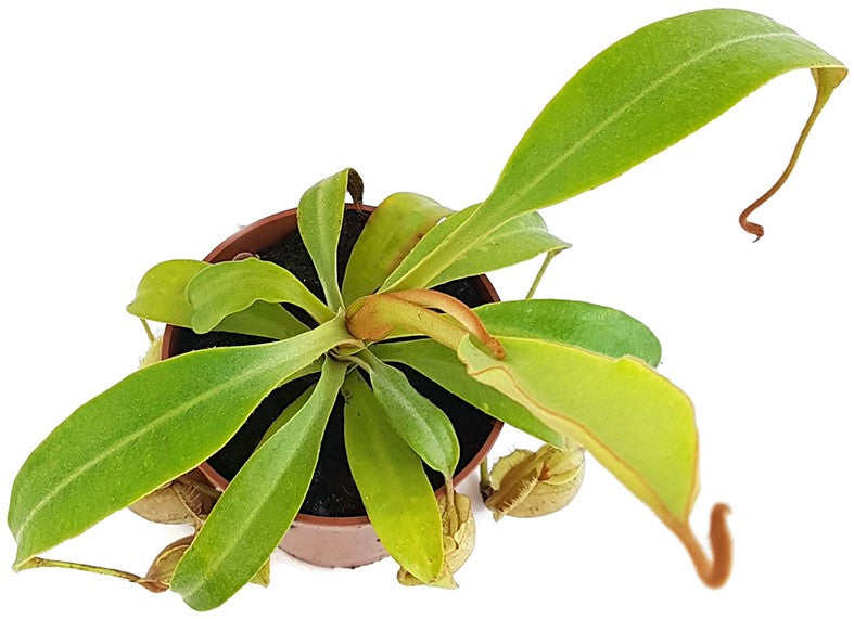 Nepenthes X Hookeriana "Ghost"
