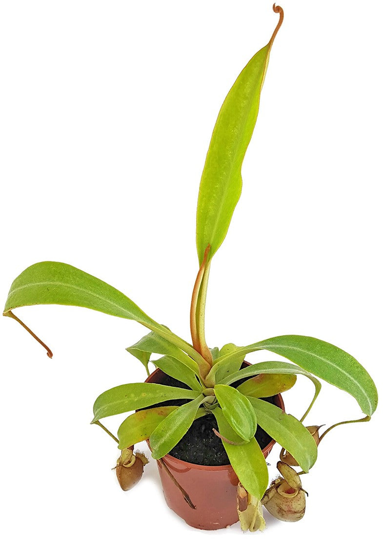 Nepenthes X Hookeriana "Ghost"