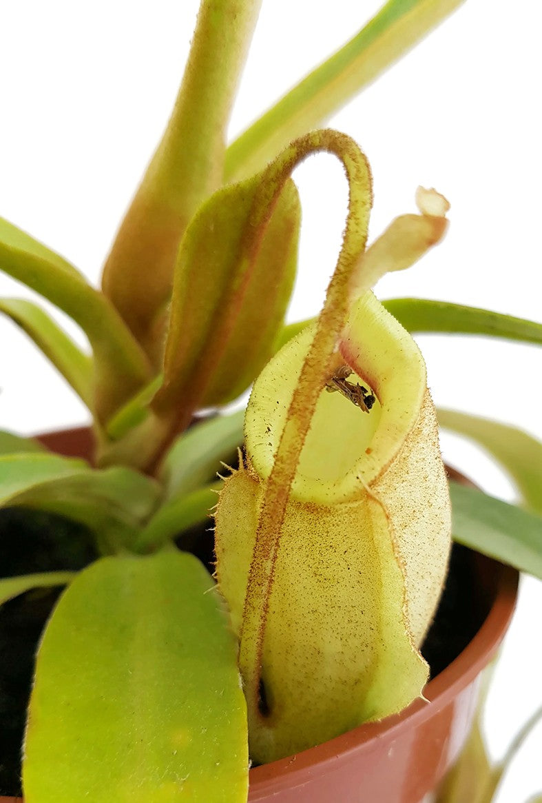Nepenthes X Hookeriana "Ghost"