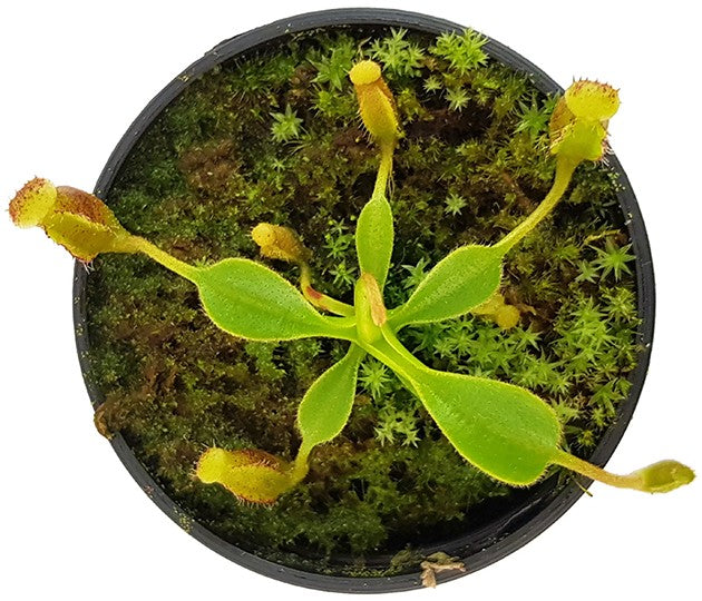 Nepenthes lowii Trusmadi x lowii Trusmadi - seedgrown