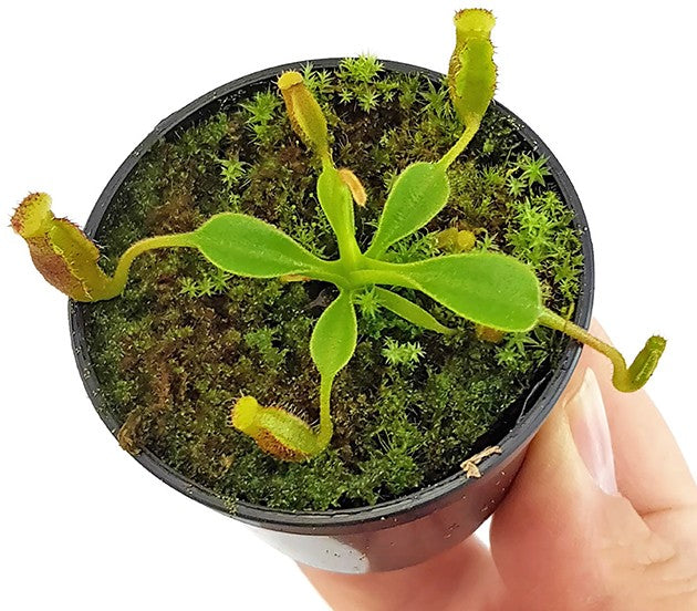 Nepenthes lowii Trusmadi x lowii Trusmadi - seedgrown