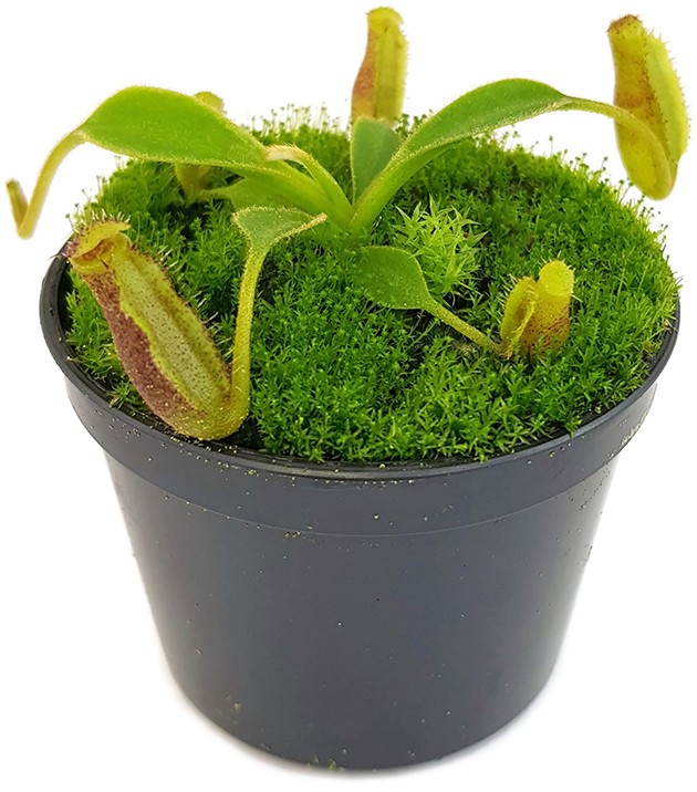 Nepenthes lowii Trusmadi x lowii Mulu - seedgrown