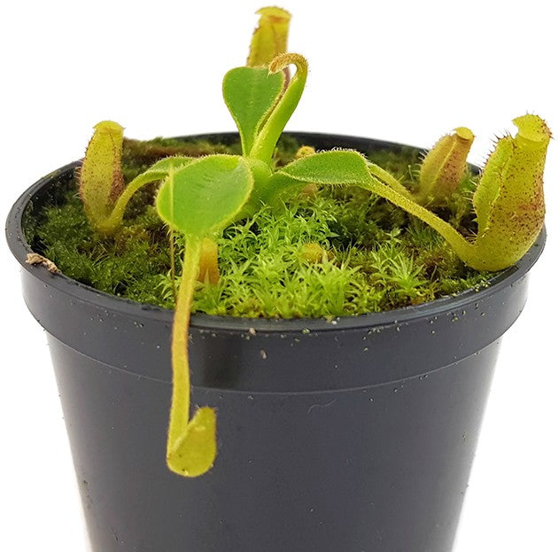 Nepenthes lowii Trusmadi x lowii Trusmadi - seedgrown