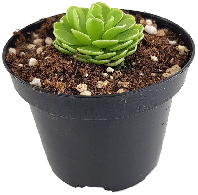 Pinguicula esseriana - mexikanisches Fettkraut