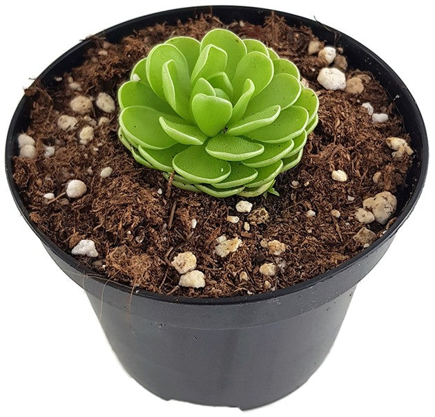 Pinguicula esseriana - mexikanisches Fettkraut
