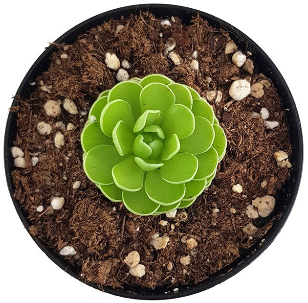 Pinguicula esseriana - mexikanisches Fettkraut
