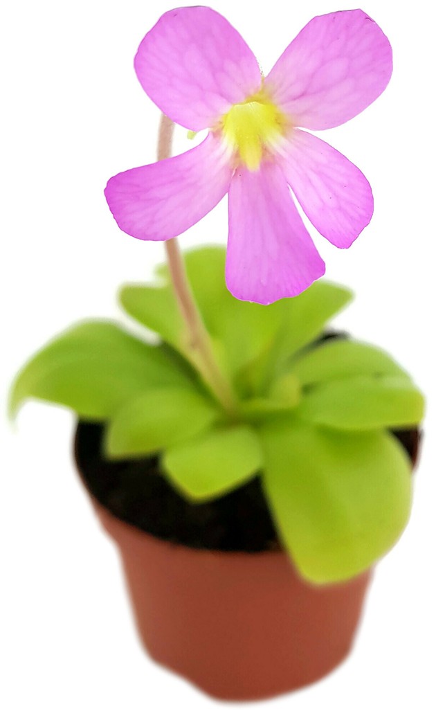 Pinguicula spec. Guatemala - großblättriges Fettkraut