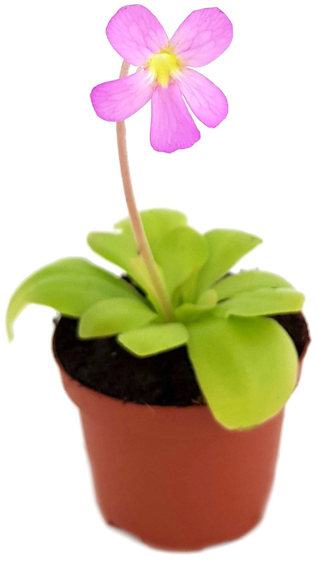 Pinguicula spec. Guatemala - großblättriges Fettkraut