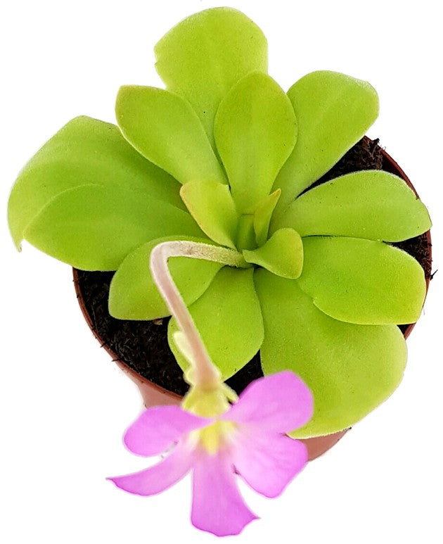 Pinguicula spec. Guatemala - großblättriges Fettkraut