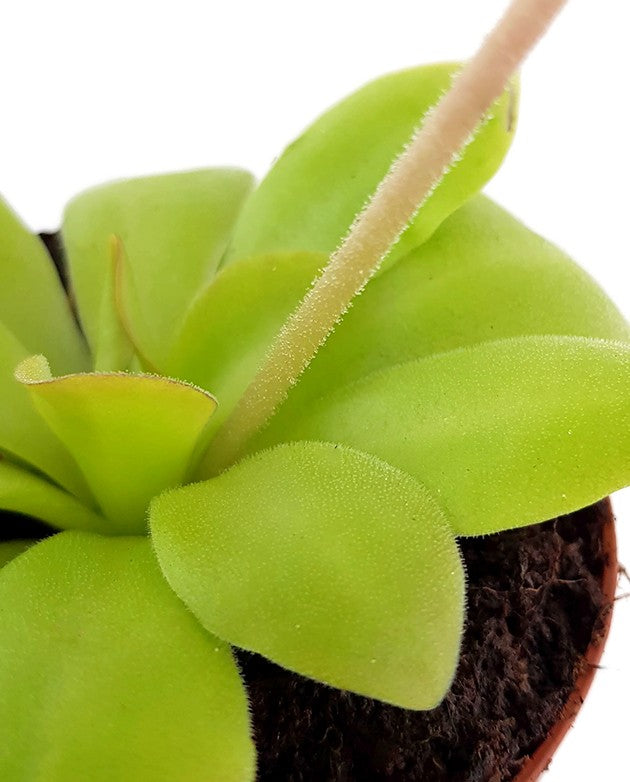 Pinguicula spec. Guatemala - großblättriges Fettkraut