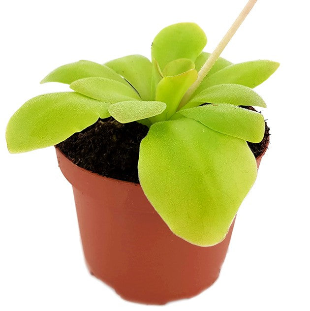 Pinguicula spec. Guatemala - großblättriges Fettkraut