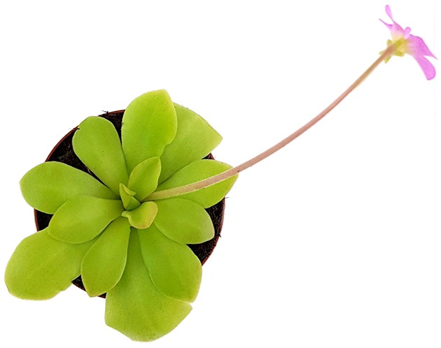 Pinguicula spec. Guatemala - großblättriges Fettkraut