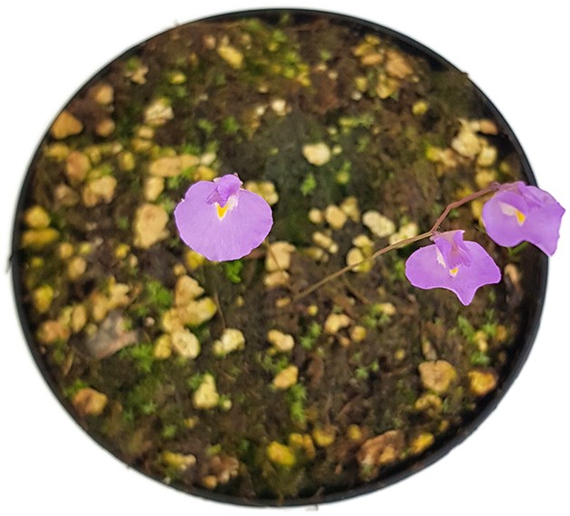 Utricularia minutissima