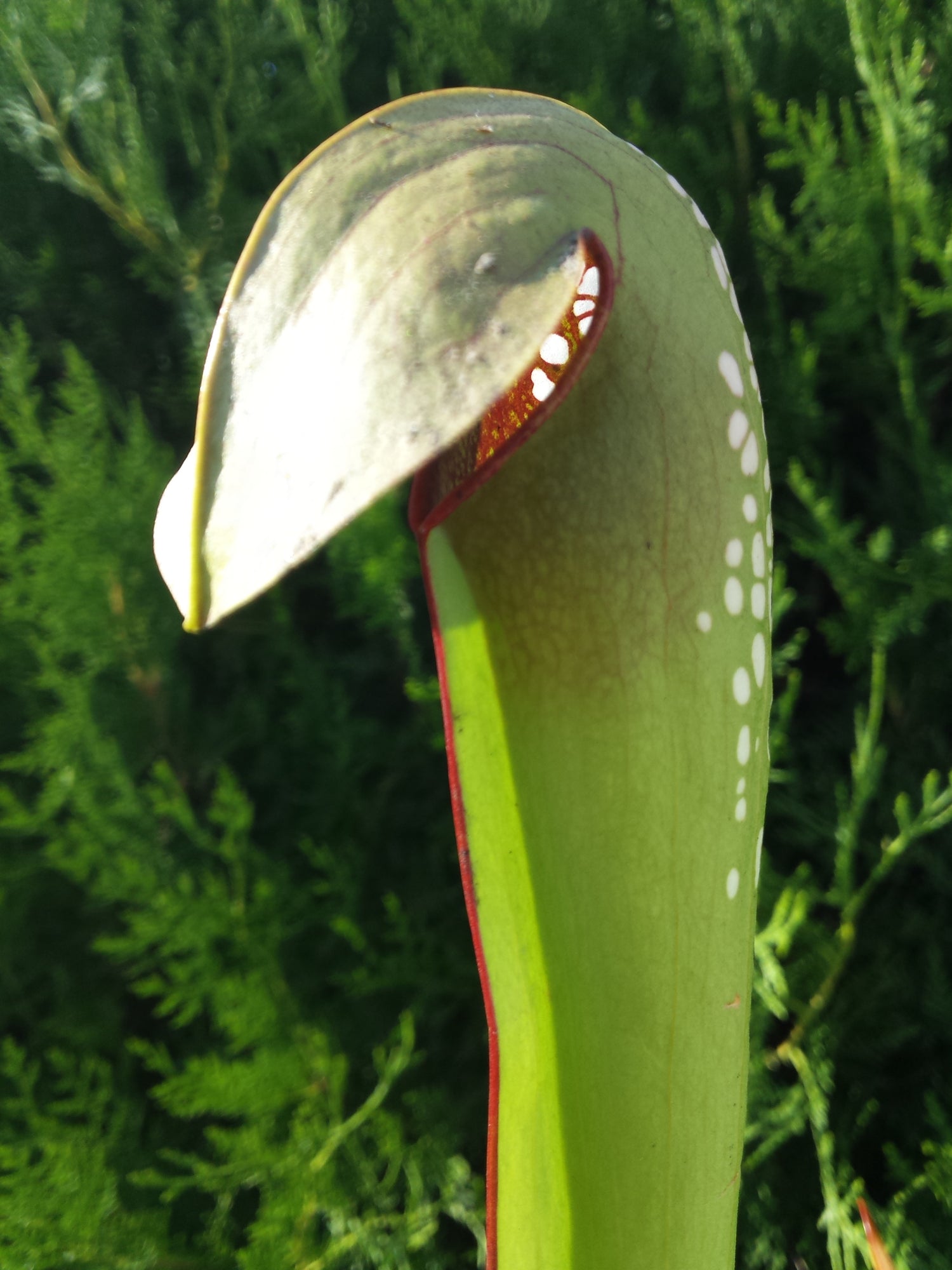 Sarracenia Minor