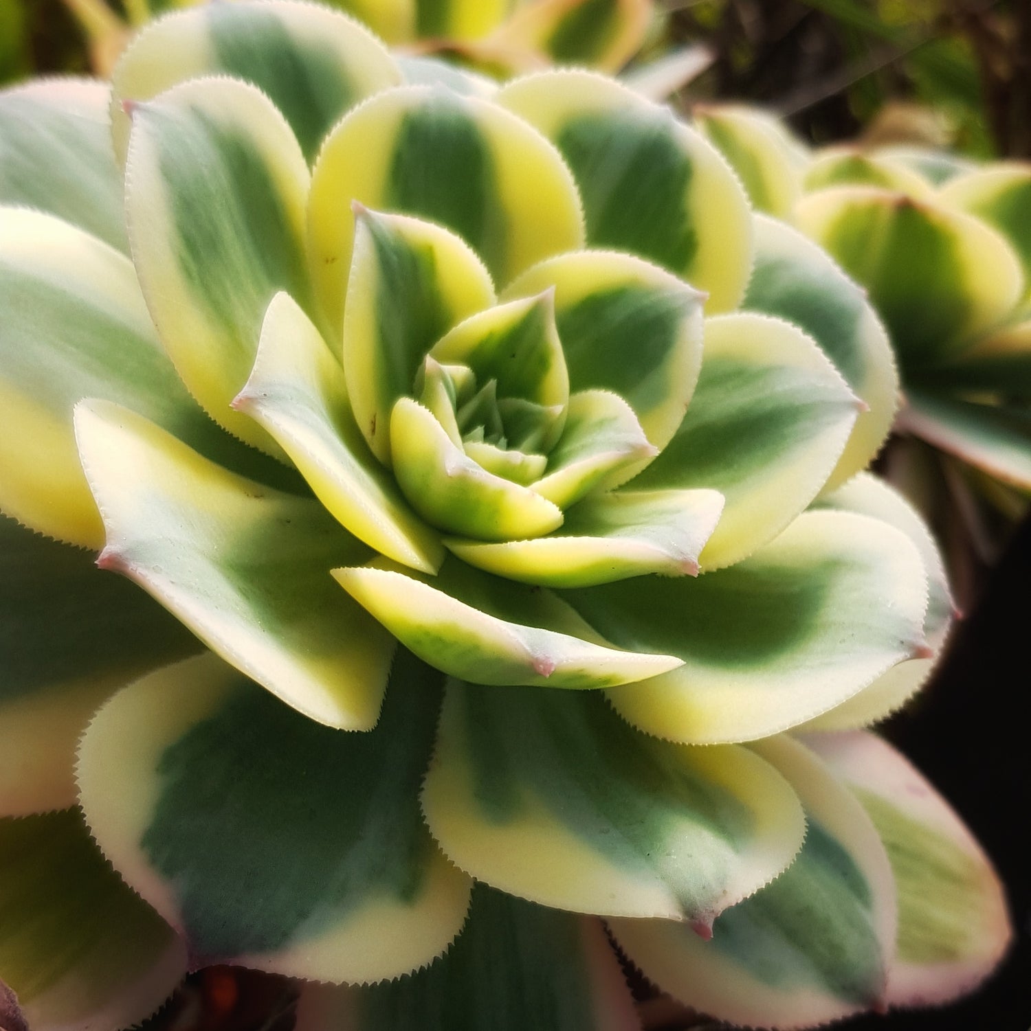 Aeonium Abenteuer - Juwelen der Sukkulentenwelt