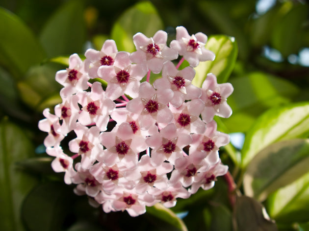 Hoya-Himmel - Wachsende Wunder der Natur