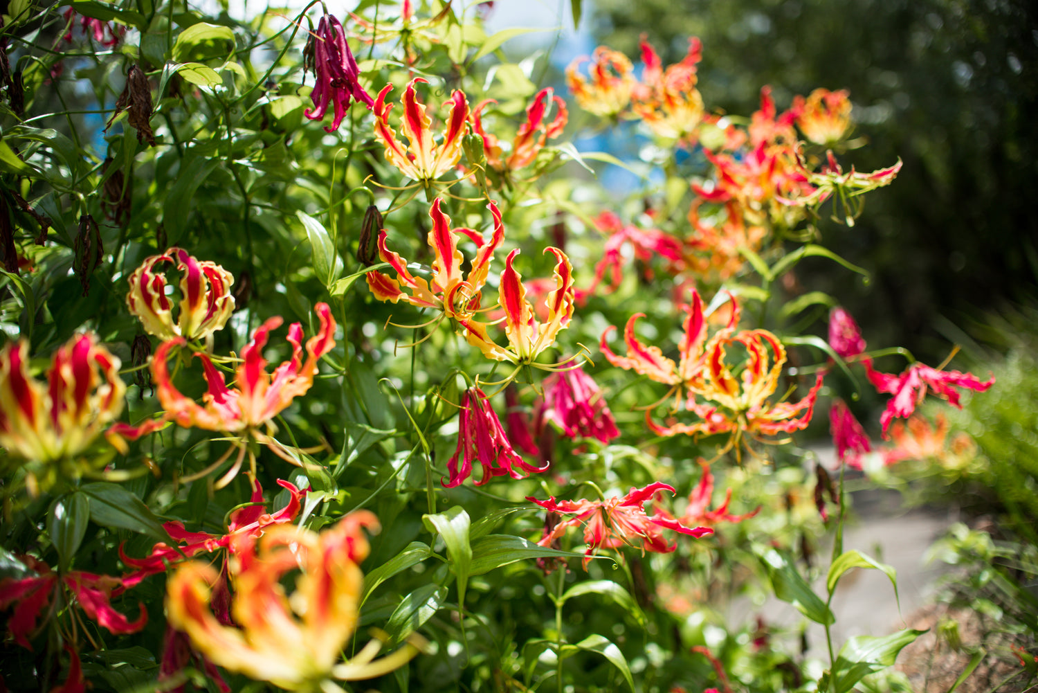 Gloriosa - Feuerwerk der Natur