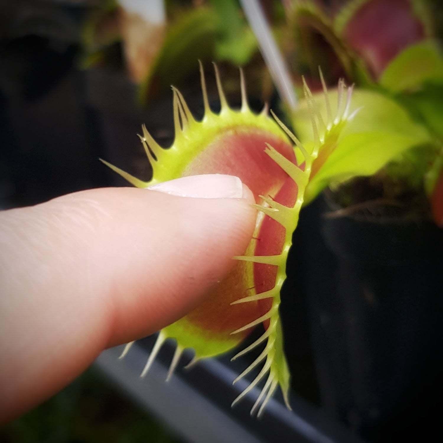 Dionaea muscipula mit grossen Fallen