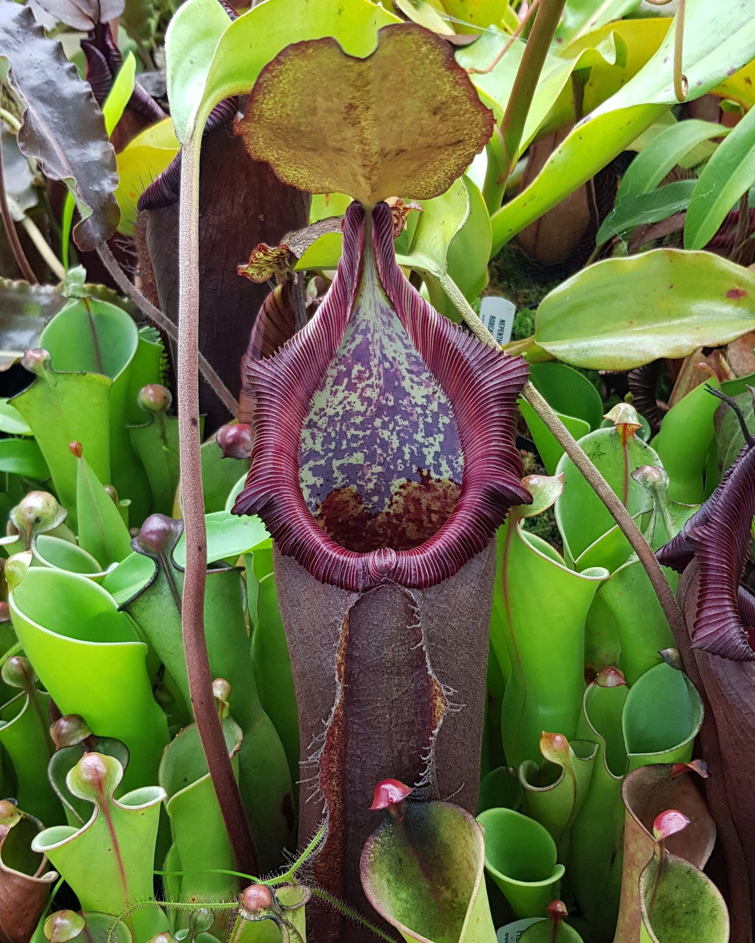 Nepenthes für Kenner und Entdecker