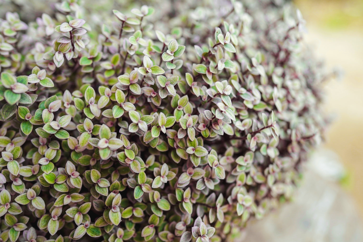 Tradescantia-Traum - Farbenspiel der Natur