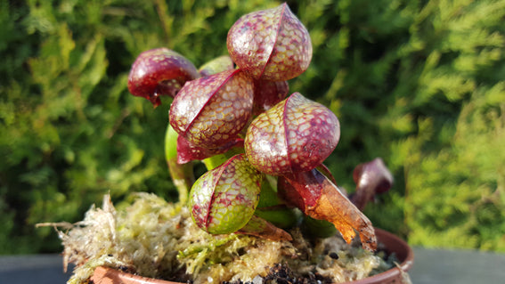 Darlingtonia Californica – ein Exot für das Freiland