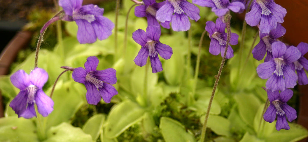 Pinguicula – Naturkunst in Blatt und Blüte