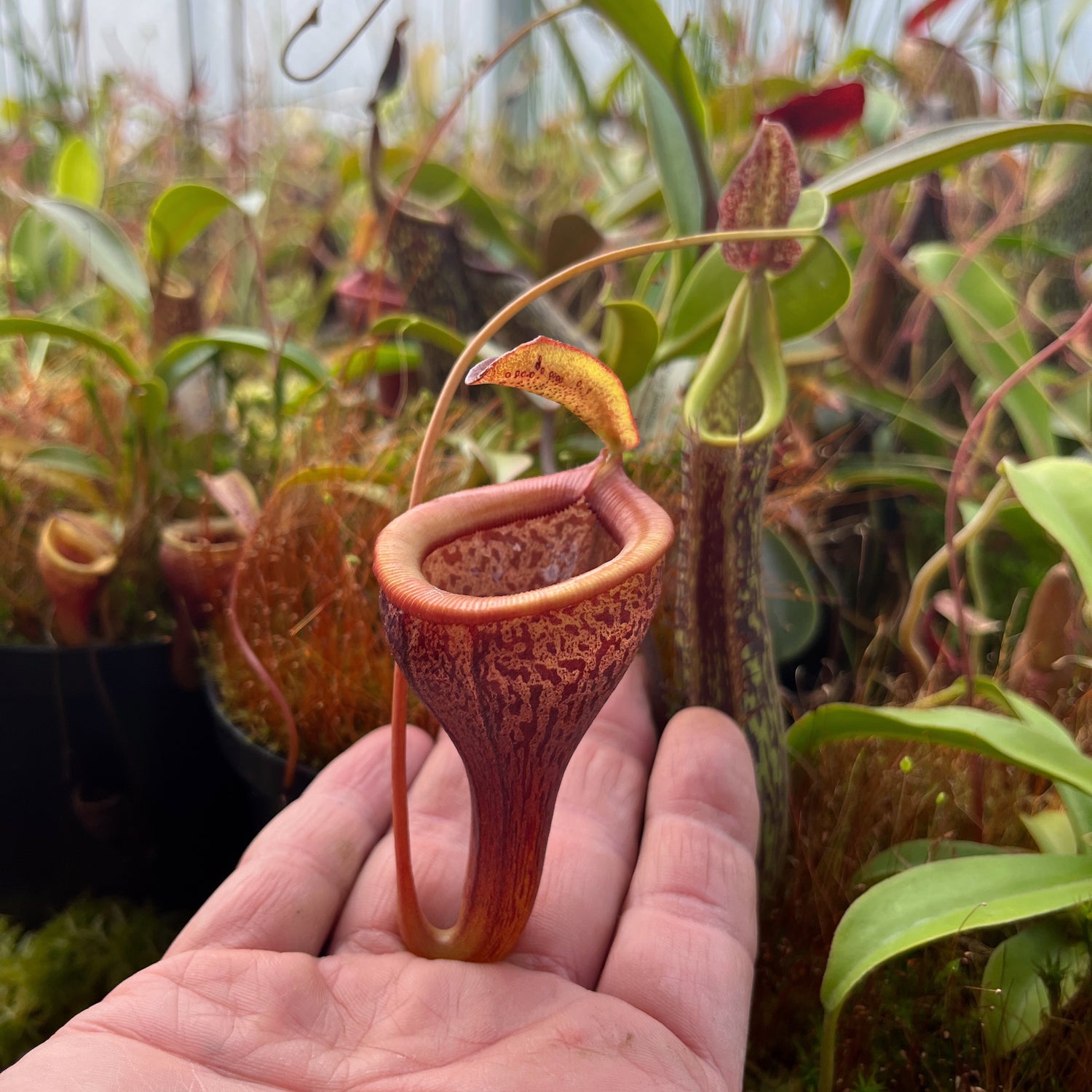 Filigrane Nepenthes – Eleganz im Detail